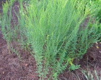 solidago fistulosa 9-10.jpg